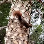 Ardillas カルプ